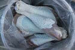 brined, rinsed turkey legs ready for seasoning